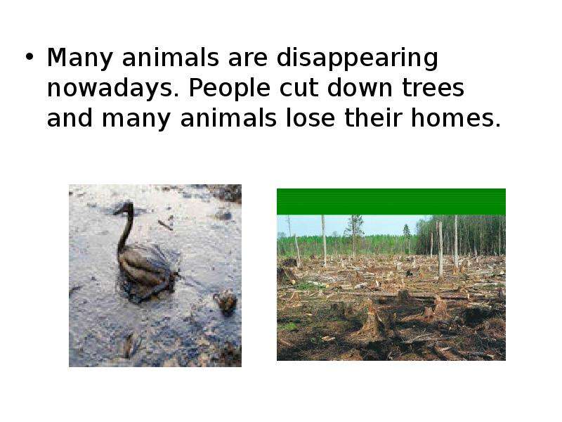 Many animals are disappearing
