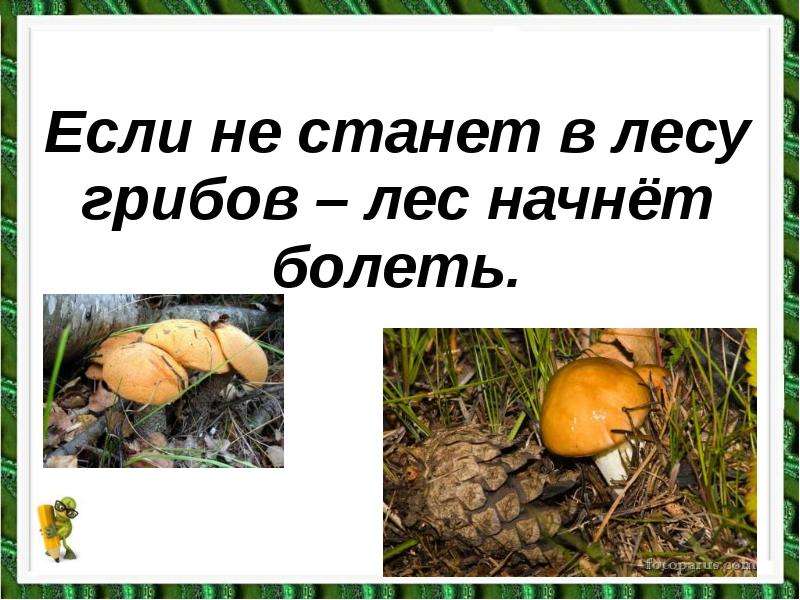 Если не станет в лесу грибов