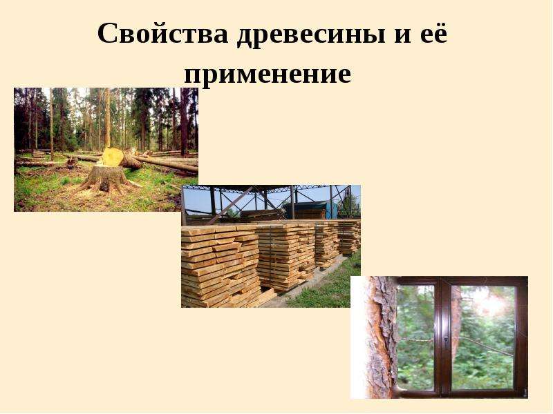 Презентация Свойства древесины и её применение