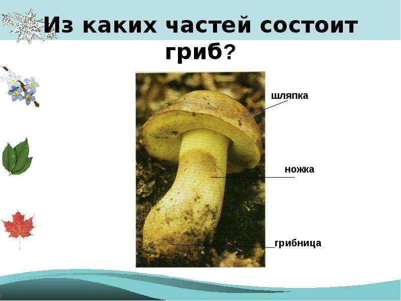 Из каких частей состоит гриб?