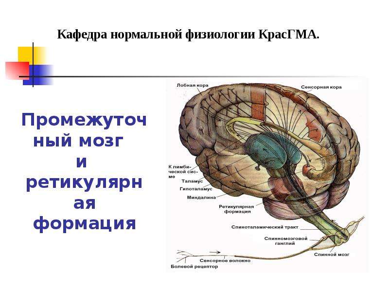 Презентация Промежуточный мозг и ретикулярная формация