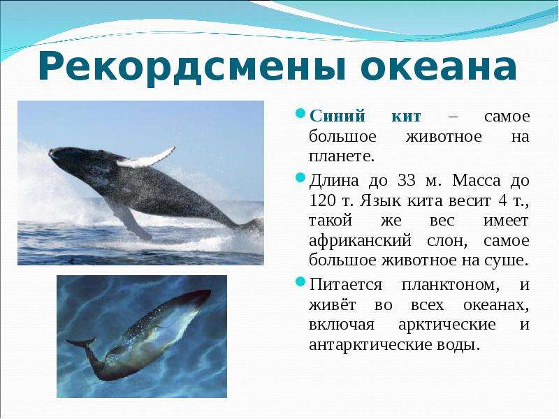 Рекордсмены океана Синий кит