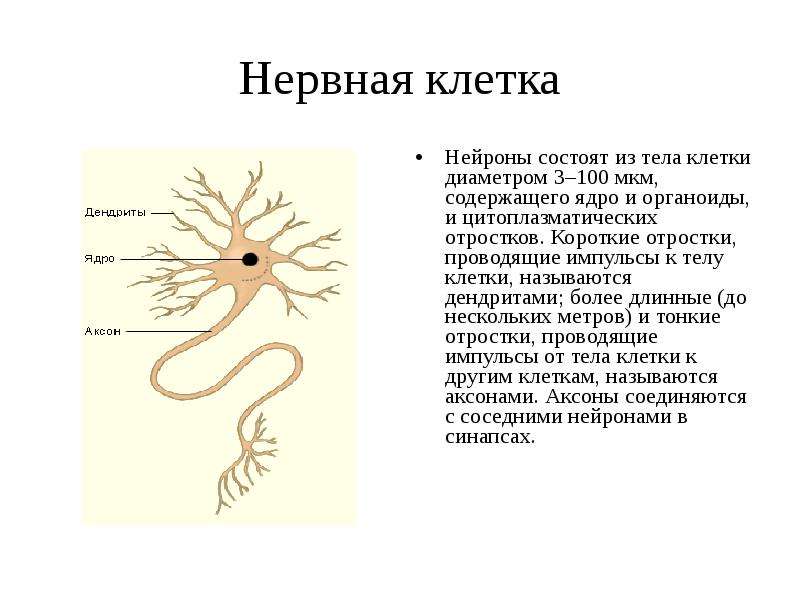 Нервная клетка Нейроны