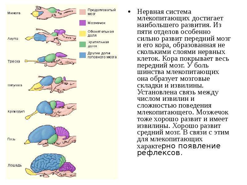 Нервная система млекопитающих