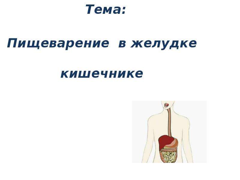 Презентация Тема: Пищеварение в желудке кишечнике