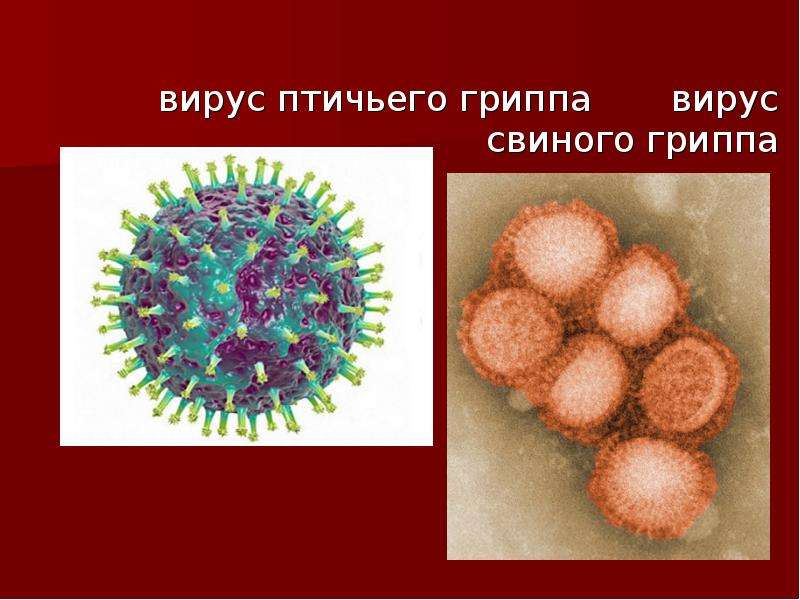 вирус птичьего гриппа вирус