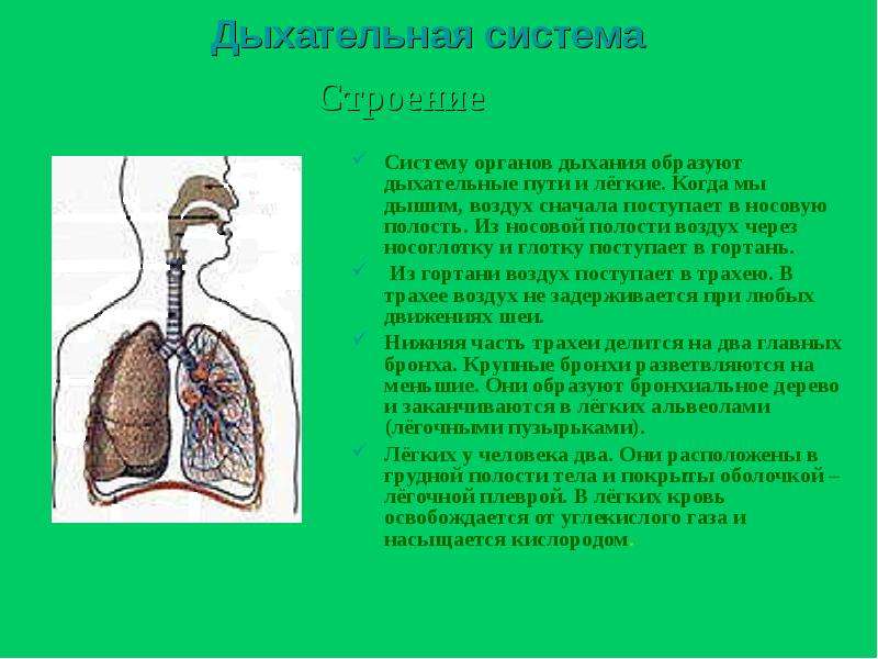 Дыхательная система Систему