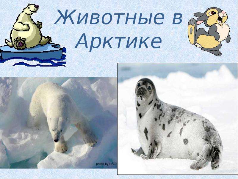 Презентация На тему Животные в Арктике