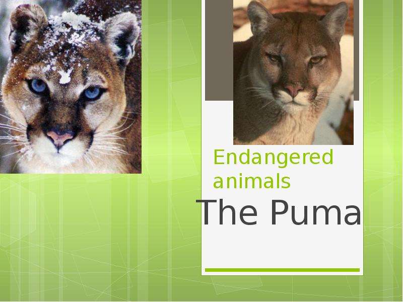 Презентация Endangered animals The Puma
