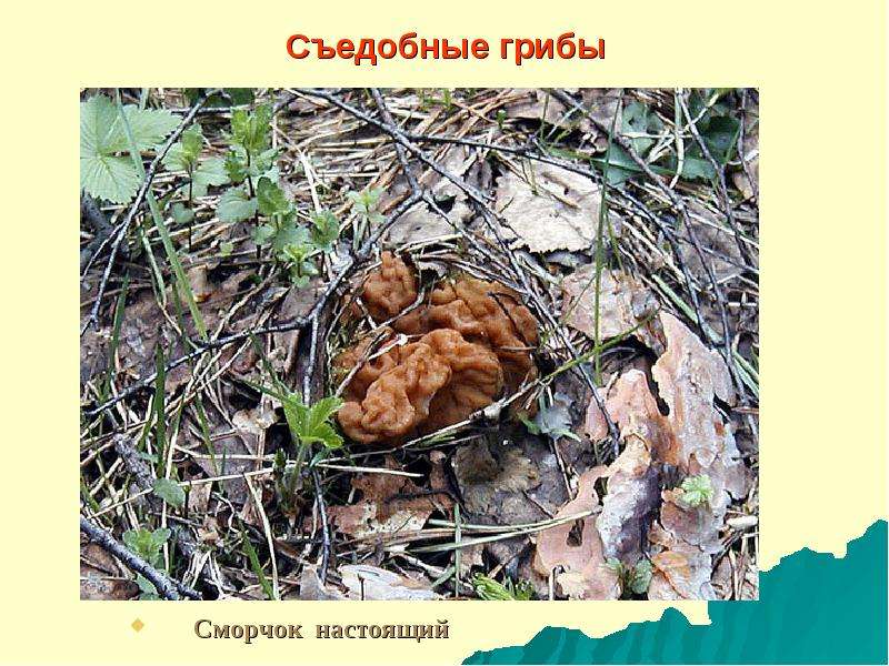 Съедобные грибы Сморчок