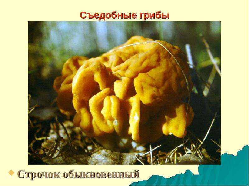 Съедобные грибы Строчок