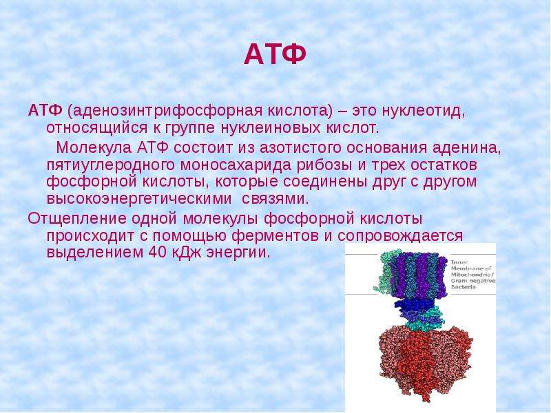 АТФ АТФ аденозинтрифосфорная