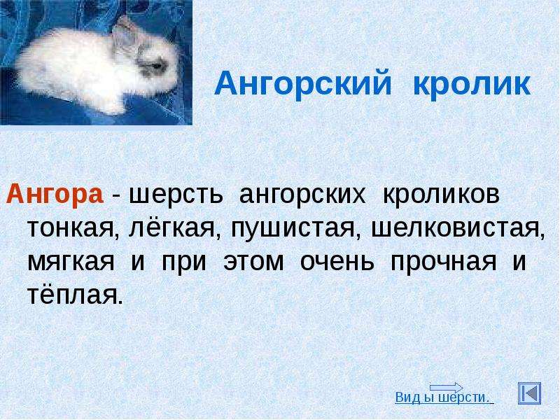 Ангорский кролик Ангора -