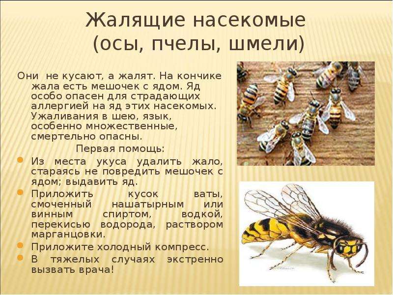 Жалящие насекомые осы, пчелы,