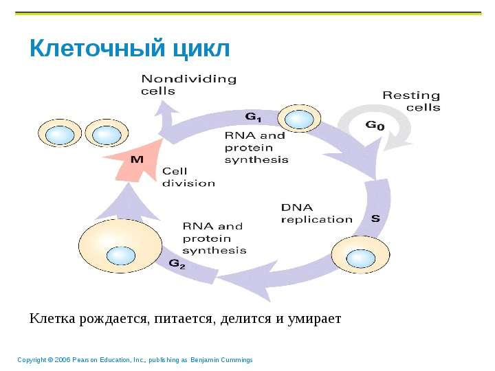 Клеточный цикл Клетка