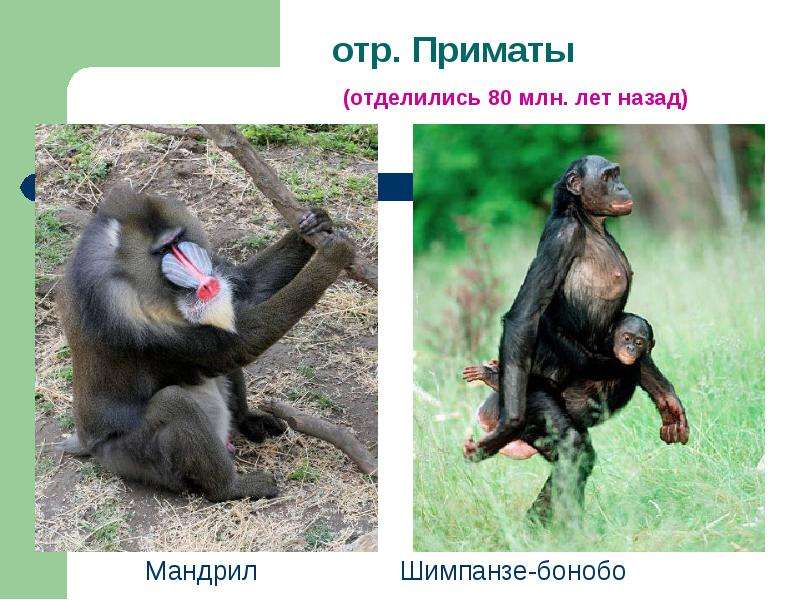 Мандрил Шимпанзе-бонобо