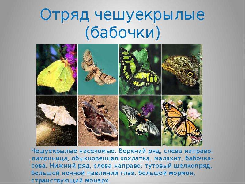 Отряд чешуекрылые бабочки