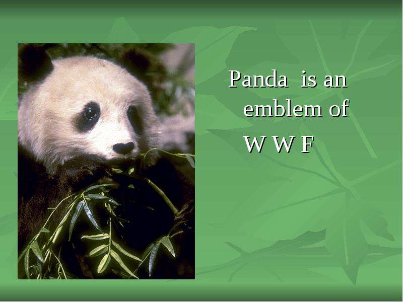 Panda is an emblem of W W F