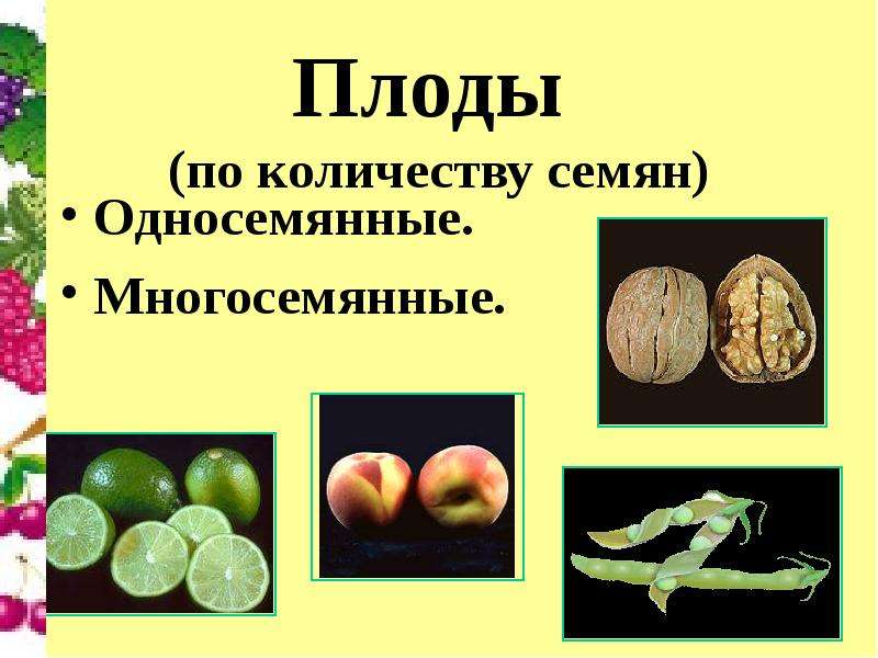 Плоды по количеству семян