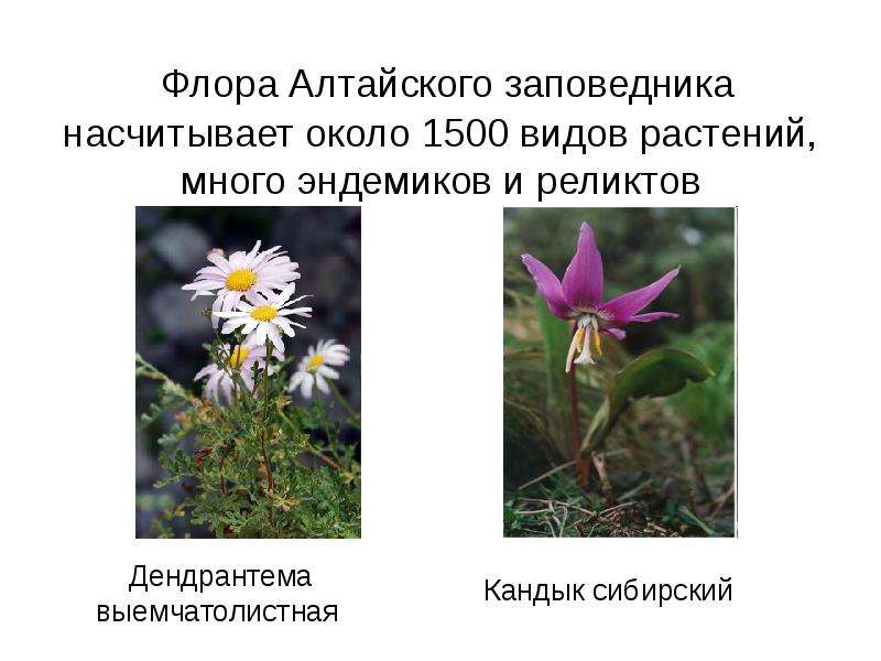 Флора Алтайского заповедника