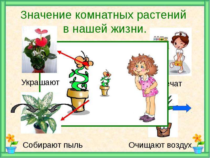 Значение комнатных растений в