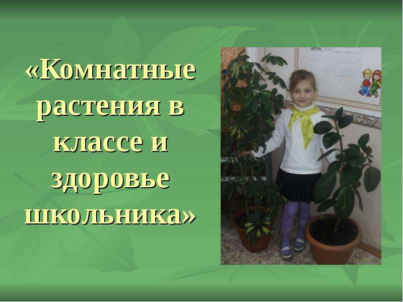 Презентация «Комнатные растения в классе и здоровье школьника»