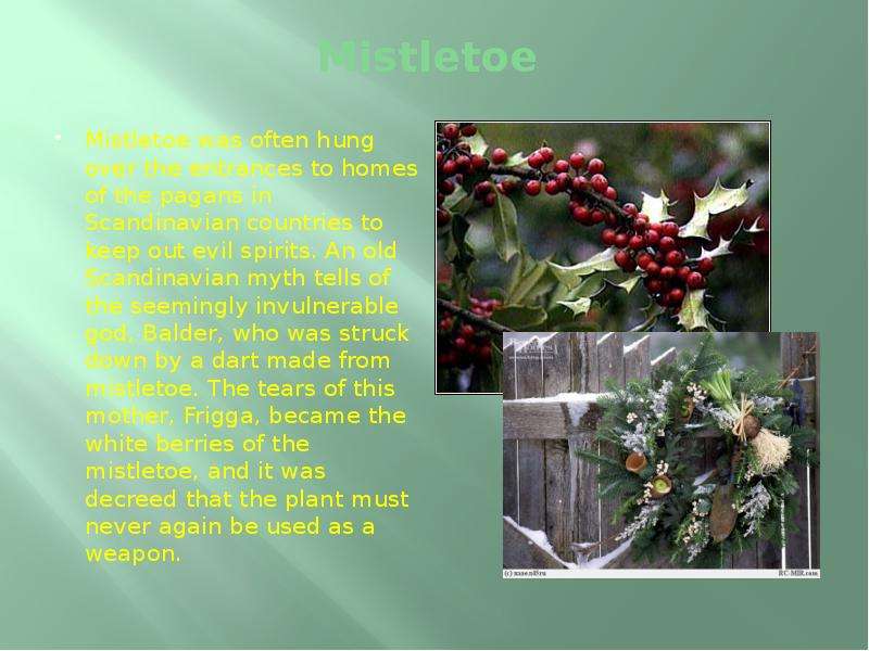 Mistletoe Mistletoe was often