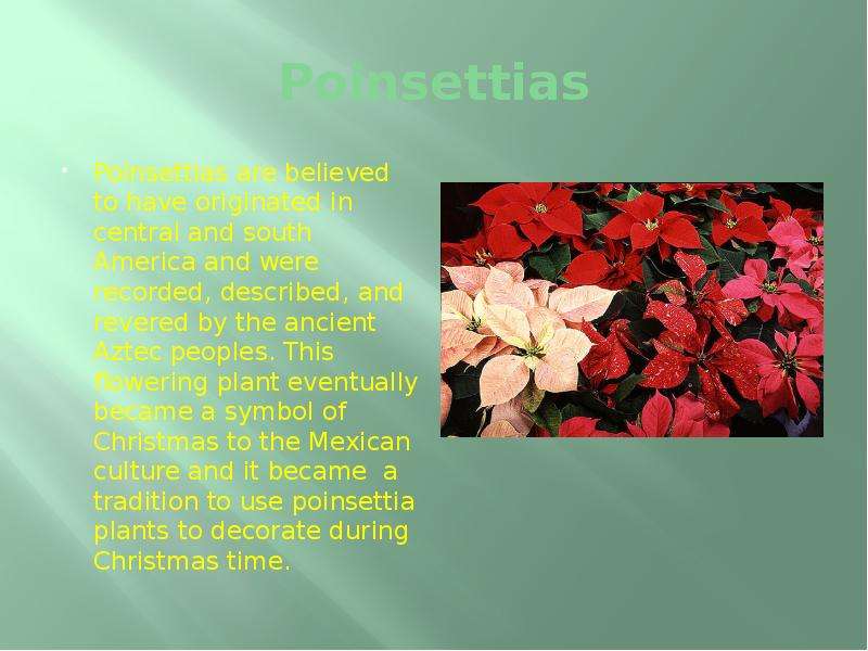 Poinsettias Poinsettias are