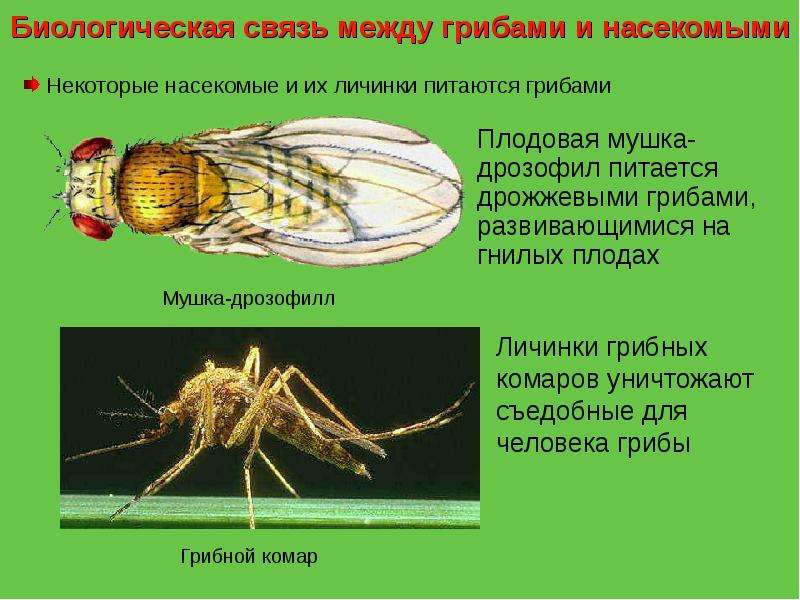 Некоторые насекомые и их