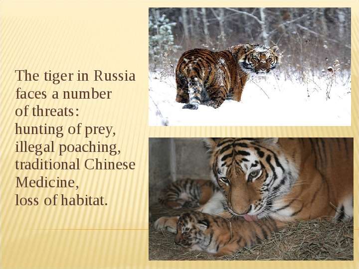 The tiger in Russia faces a