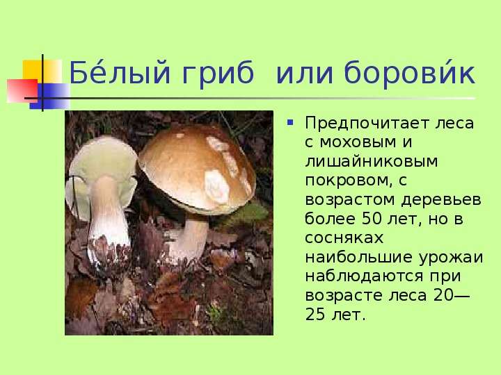Белый гриб или боровик