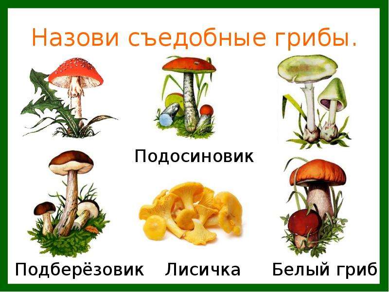 Назови съедобные грибы.