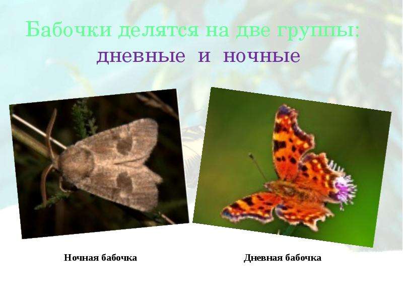 Бабочки делятся на две группы