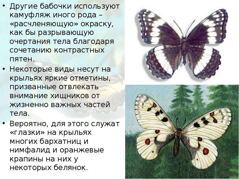 Другие бабочки используют
