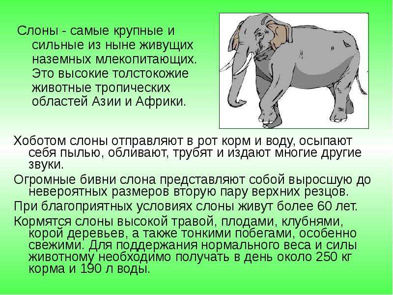 Слоны - самые крупные и