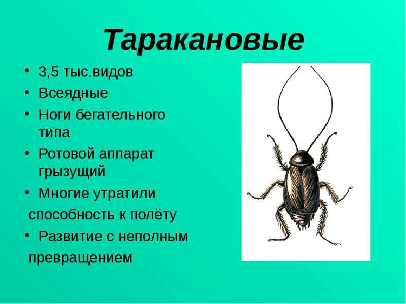 Таракановые , тыс.видов