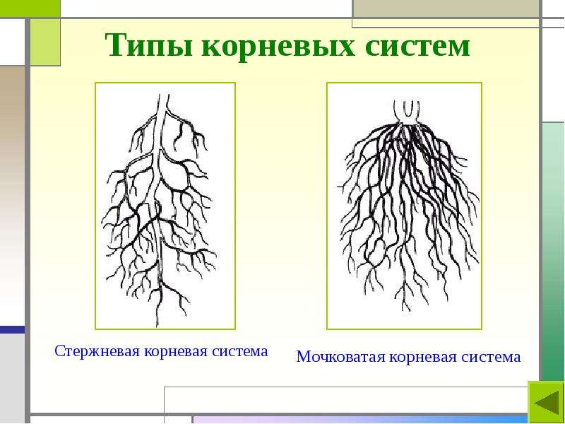 Типы корневых систем