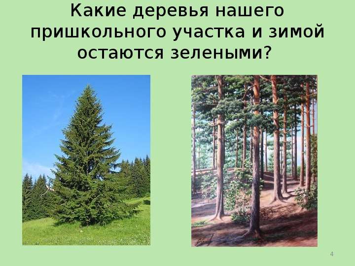 Какие деревья нашего