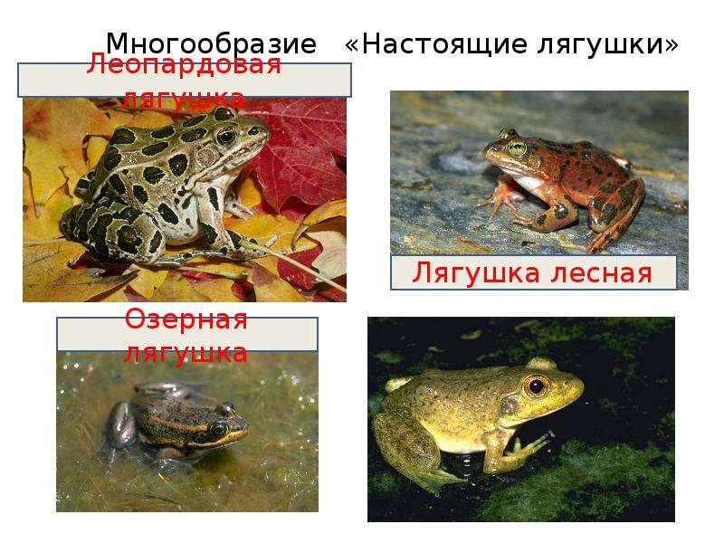 Многообразие Настоящие лягушки