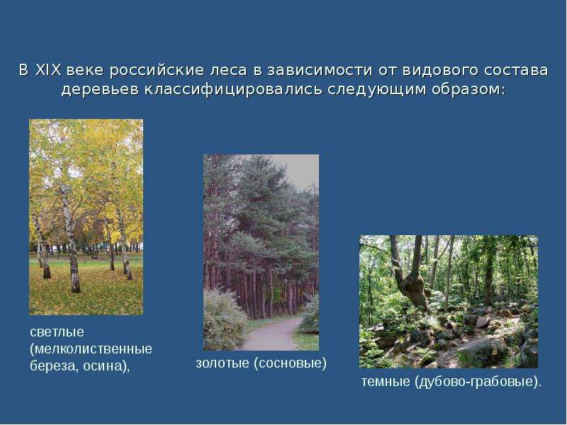 В XIX веке российские леса в