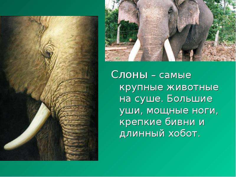 Слоны самые крупные животные