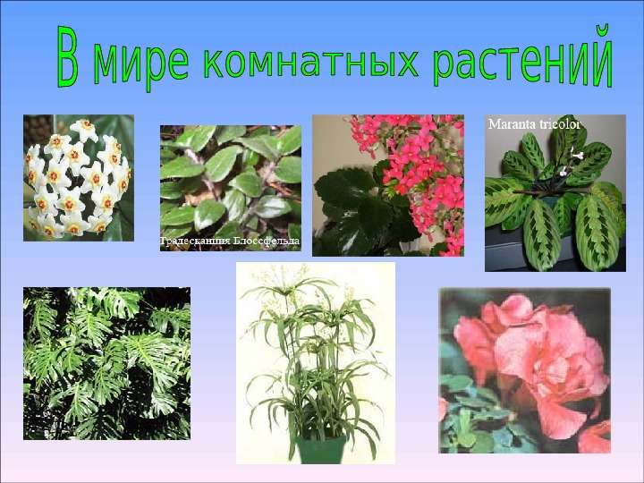 Презентация В мире комнатных растений