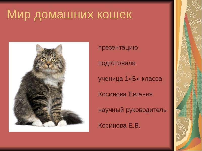 Презентация Мир домашних кошек презентацию подготовила ученица 1«Б» класса