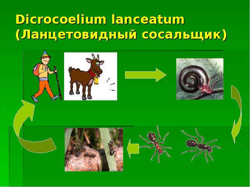 Dicrocoelium lanceatum