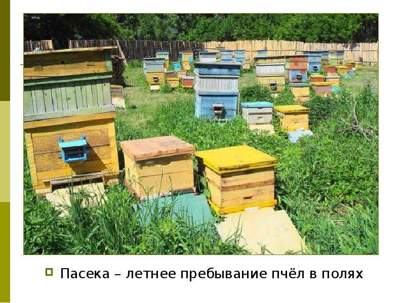 Пасека летнее пребывание пчёл