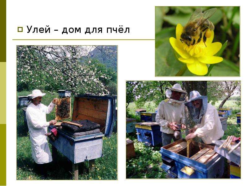 Улей дом для пчёл Улей дом