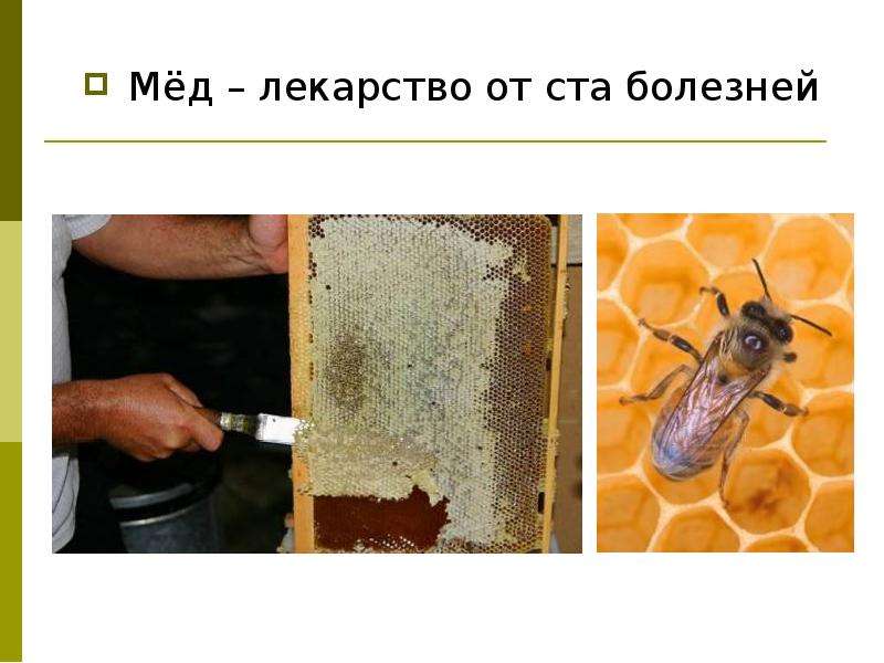 Мёд лекарство от ста болезней