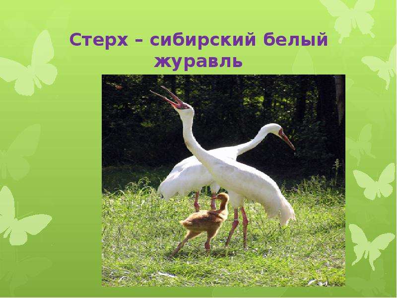 Стерх сибирский белый журавль
