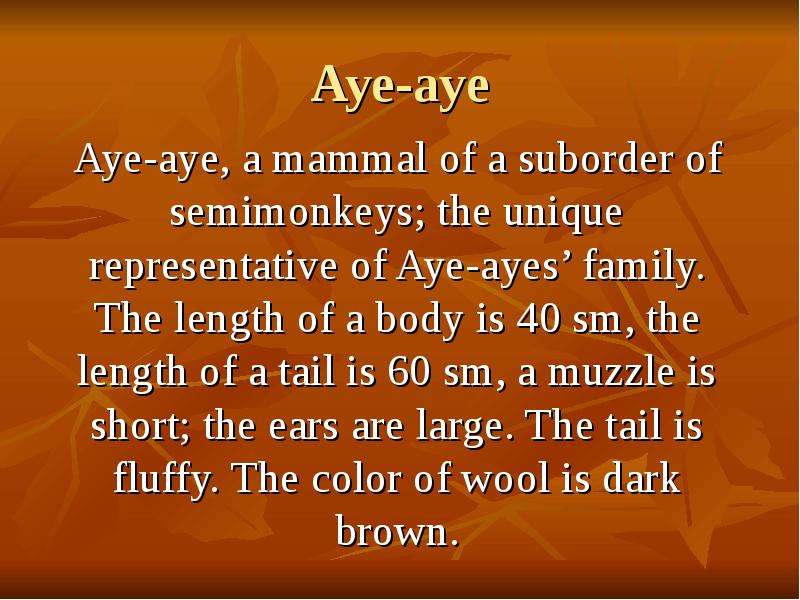 Aye-aye Aye-aye, a mammal of