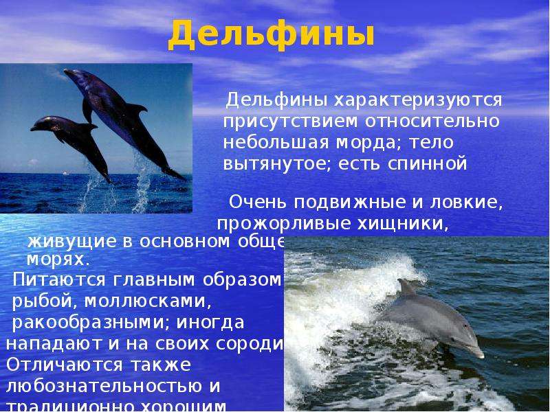 Дельфины Дельфины